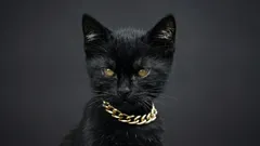 Kattenhalsbandjes: voordelen, nadelen en wanneer ze echt nodig zijn