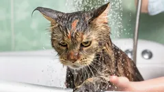 Wat voelt een kat tijdens het baden en hoe verminder je de stress?
