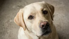 7 vriendelijkste hondenrassen: welke dierenartsen aanraden voor gezinnen met kinderen en beginnende baasjes