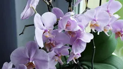 Je orchidee groeit weelderig en gezond: 5 verzorgingstips voor beginners