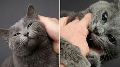 Waarom een kat eerst lief en vriendelijk is en daarna ineens bijt: interessante feiten hierover