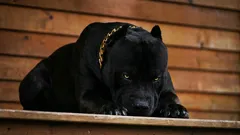 De zes meest moedige hondenrassen die trouwe huisdieren zullen worden