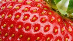 Weinig mensen weten het: hoe heten de piepkleine zaadjes op een aardbei en waar dienen ze voor?